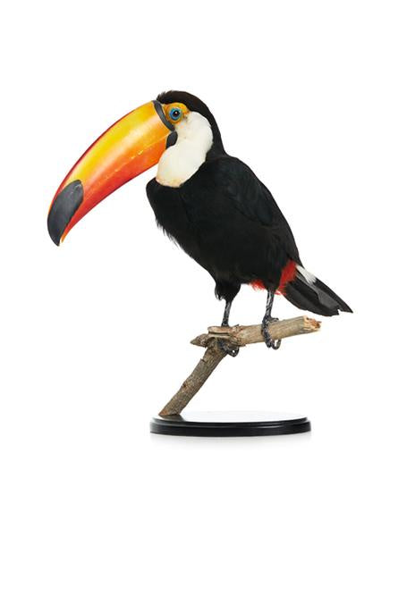 FH 2305Akl Toco Toucan