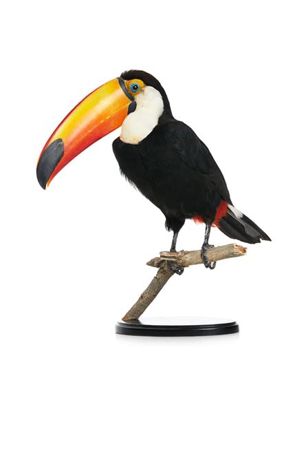 FH 2306 Toco Toucan