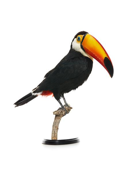 FH 2306 Toco Toucan