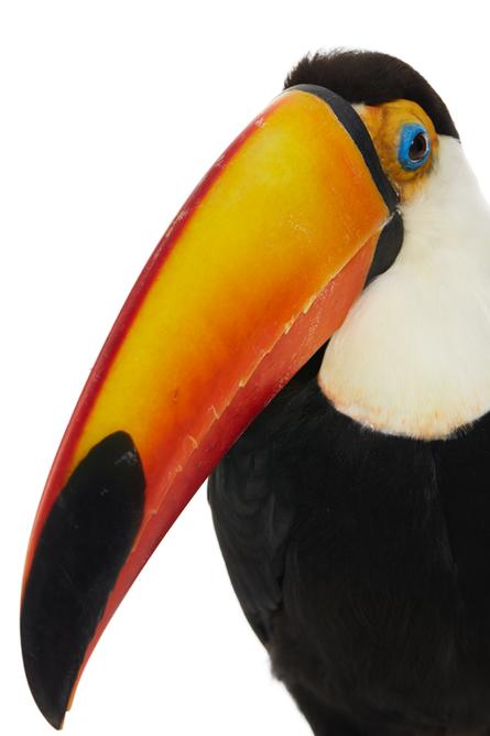 FH 2306 Toco Toucan